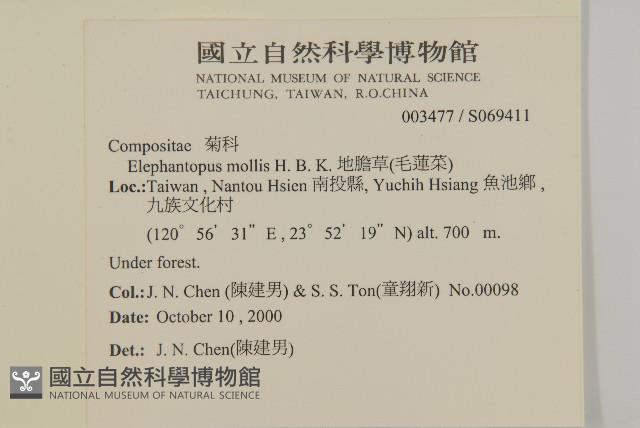 地膽草、毛蓮菜藏品圖，第2張