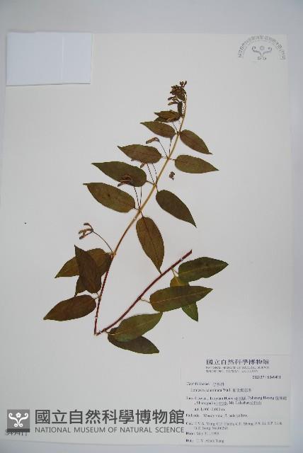 阿里山忍冬、漸尖葉忍冬藏品圖，第1張