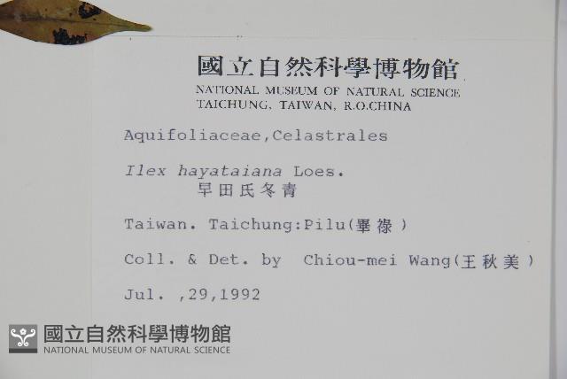 早田氏冬青藏品圖，第2張