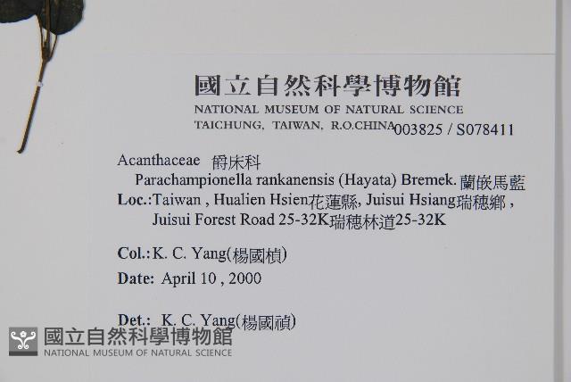 蘭嵌馬藍藏品圖，第2張