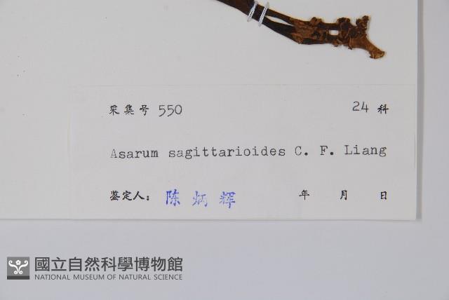 山慈菇藏品圖，第2張