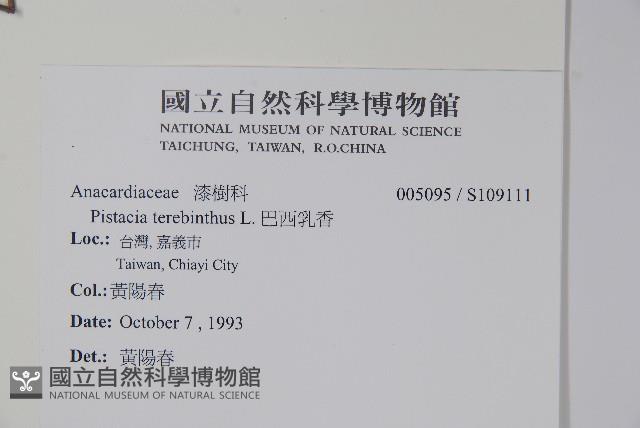 巴西乳香藏品圖，第2張