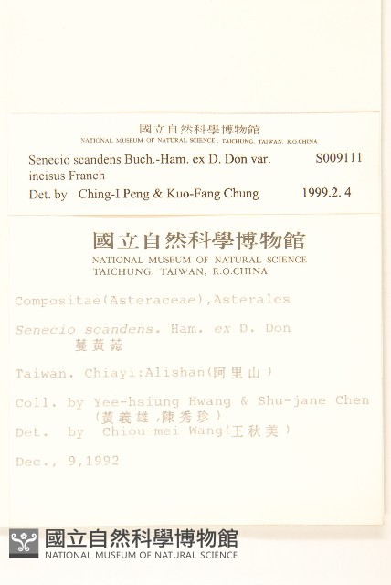 裂葉蔓黃菀藏品圖，第2張