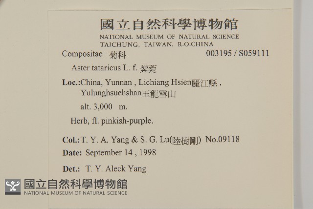 紫菀藏品圖，第2張