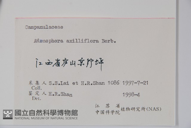 杏葉沙參藏品圖，第2張