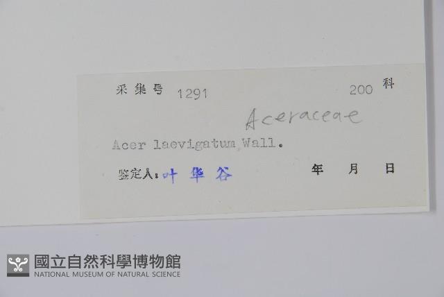 光葉槭藏品圖，第2張