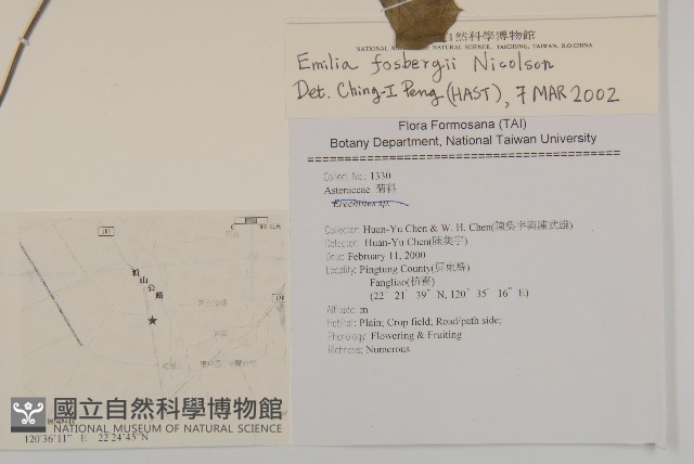 纓絨花藏品圖，第2張