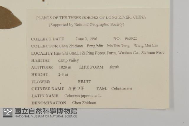 冬青衛矛藏品圖，第2張