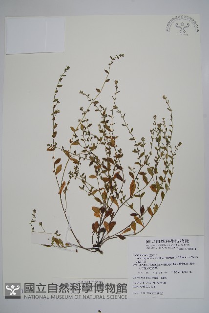 細纍子草藏品圖，第1張