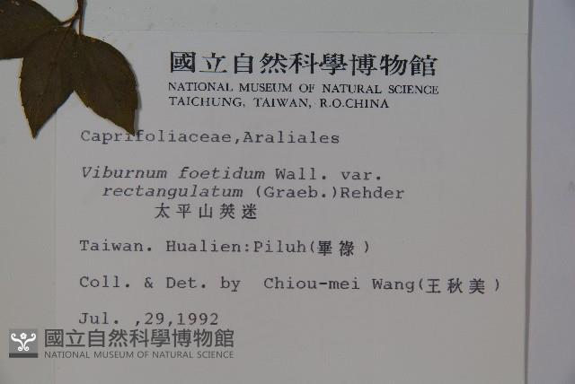 狹葉莢迷藏品圖，第2張