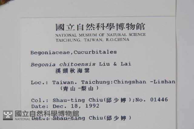 溪頭秋海棠藏品圖，第2張