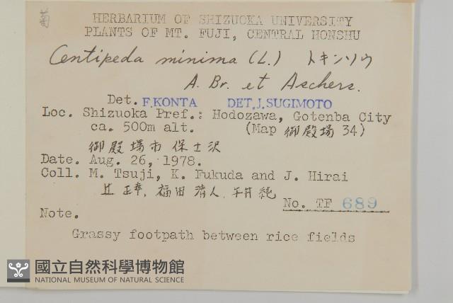 石胡荽、吐金草藏品圖，第2張