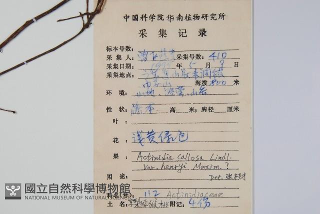 京梨獼猴桃藏品圖，第2張