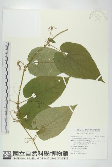 斑花青牛膽藏品圖，第1張