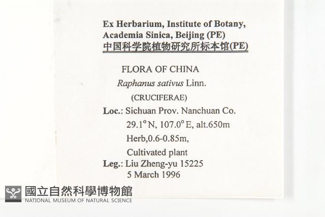 蘿蔔、夢卜藏品圖，第2張