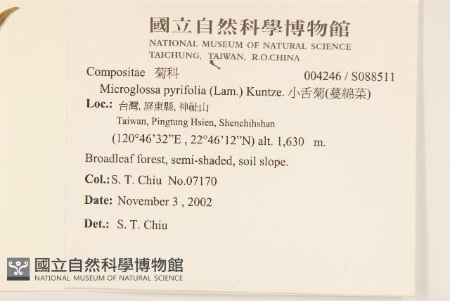 小舌菊、蔓綿菜藏品圖，第2張