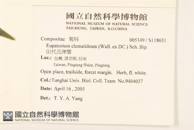 田代氏澤蘭藏品圖，第2張