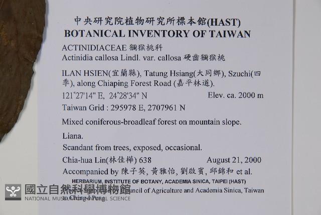 硬齒獼猴桃藏品圖，第2張