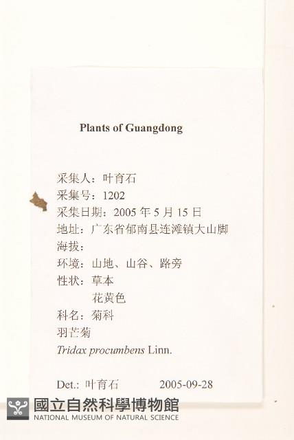 長柄菊藏品圖，第2張