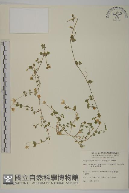 阿里山繁縷藏品圖，第1張