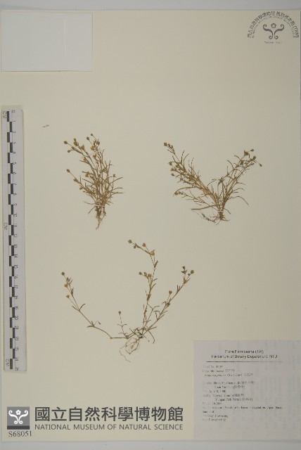 瓜槌草、漆姑草藏品圖，第1張