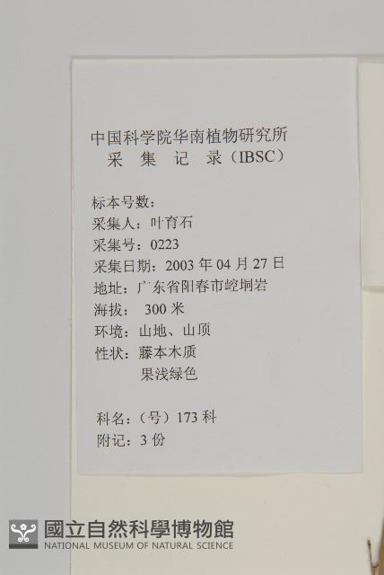 南華南蛇藤，青江藤藏品圖，第2張
