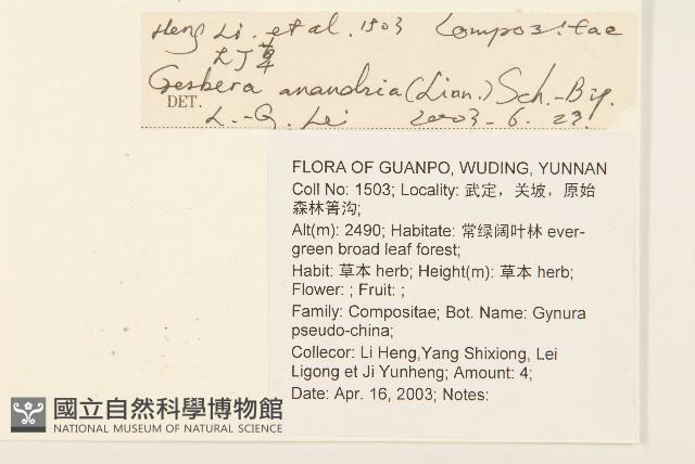 大丁草藏品圖，第2張