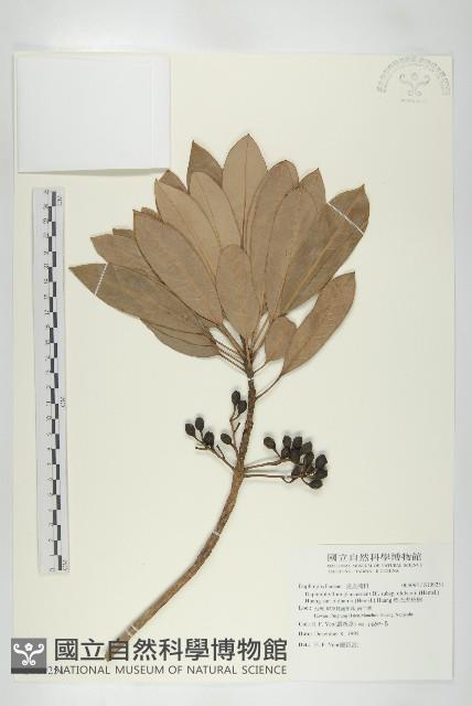 奧氏虎皮楠藏品圖，第1張