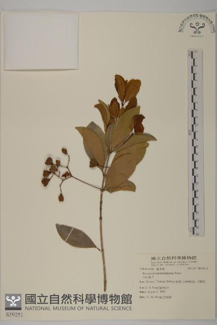 交趾衛矛藏品圖，第1張