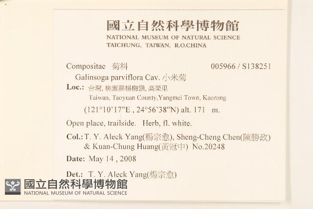 小米菊藏品圖，第2張