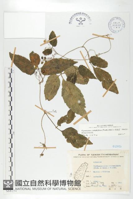 絞股藍藏品圖，第1張