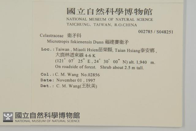 福建賽衛矛、福建假衛矛藏品圖，第2張