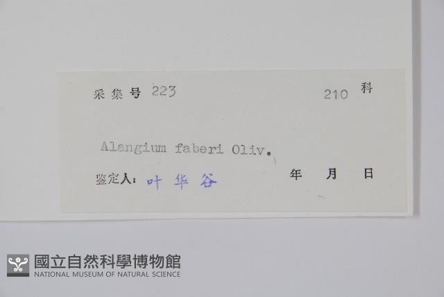 小花八角楓藏品圖，第2張