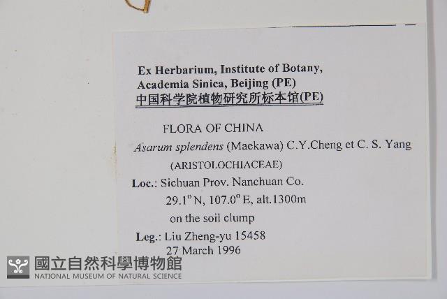 青城細辛藏品圖，第2張