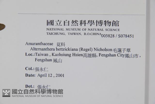 毛蓮子草藏品圖，第2張