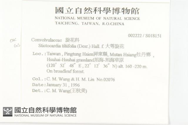 大萼旋花藏品圖，第2張