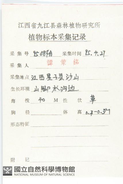 泥胡菜藏品圖，第2張