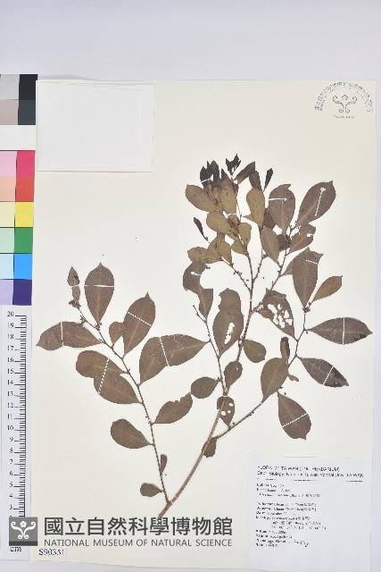 細葉饅頭果藏品圖，第1張