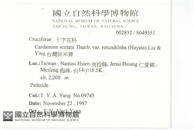 台灣碎米薺藏品圖，第2張