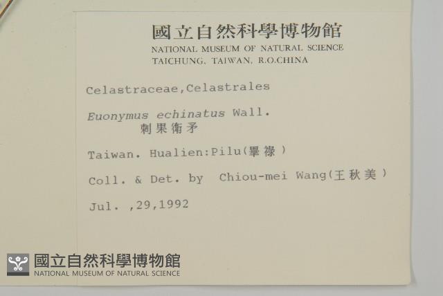 刺果衛矛藏品圖，第2張