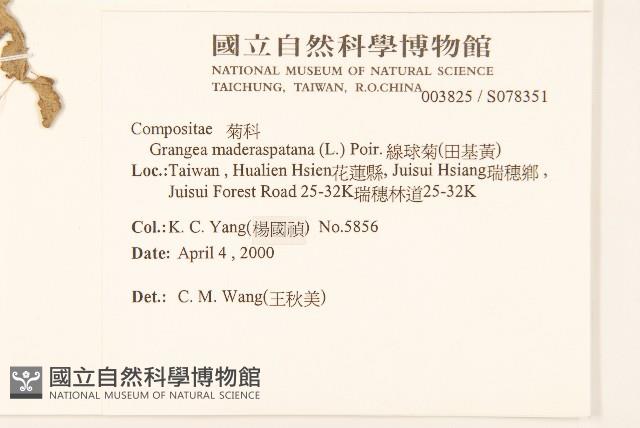 線球菊、田基黃藏品圖，第2張