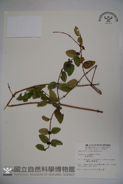 無梗忍冬藏品圖，第1張