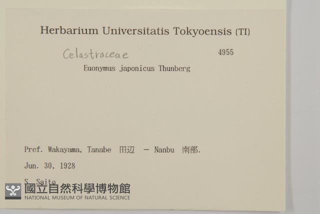 日本衛矛, 大葉黃楊藏品圖，第2張