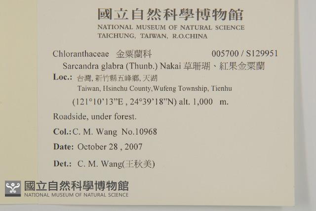 草珊瑚、紅果金粟蘭藏品圖，第2張