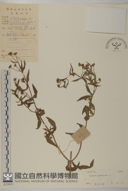 鱧腸藏品圖，第1張