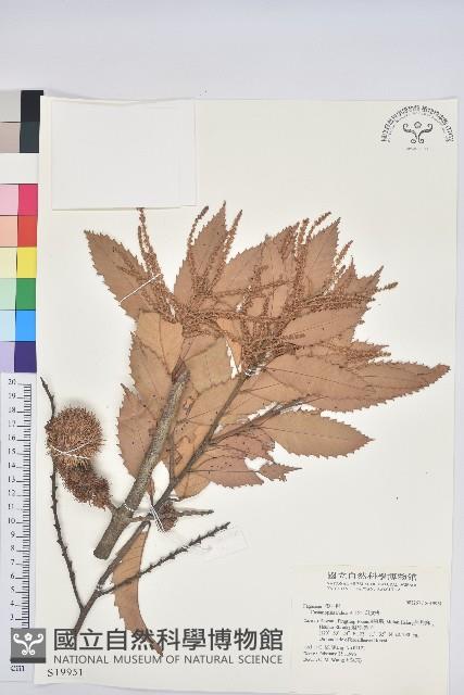 印度苦櫧藏品圖，第1張