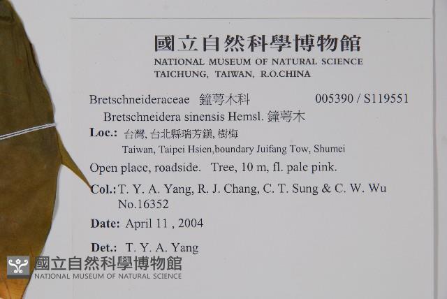 鐘萼木藏品圖，第2張