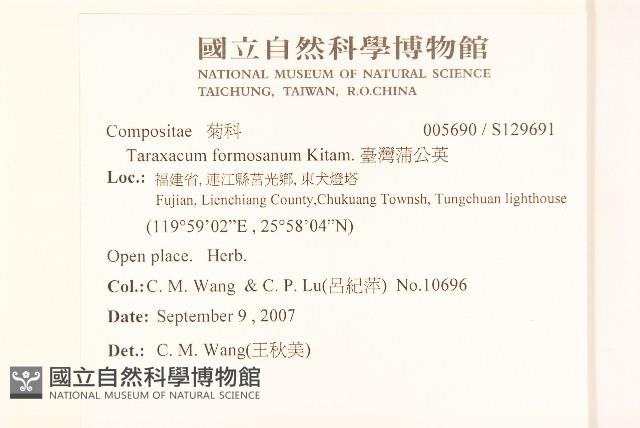 臺灣蒲公英藏品圖，第2張