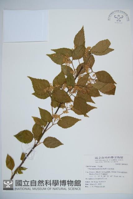 呂宋莢迷藏品圖，第1張