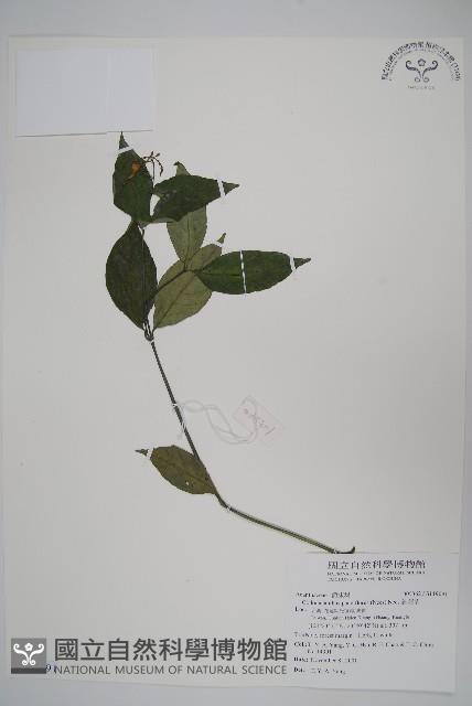 針刺草藏品圖，第1張